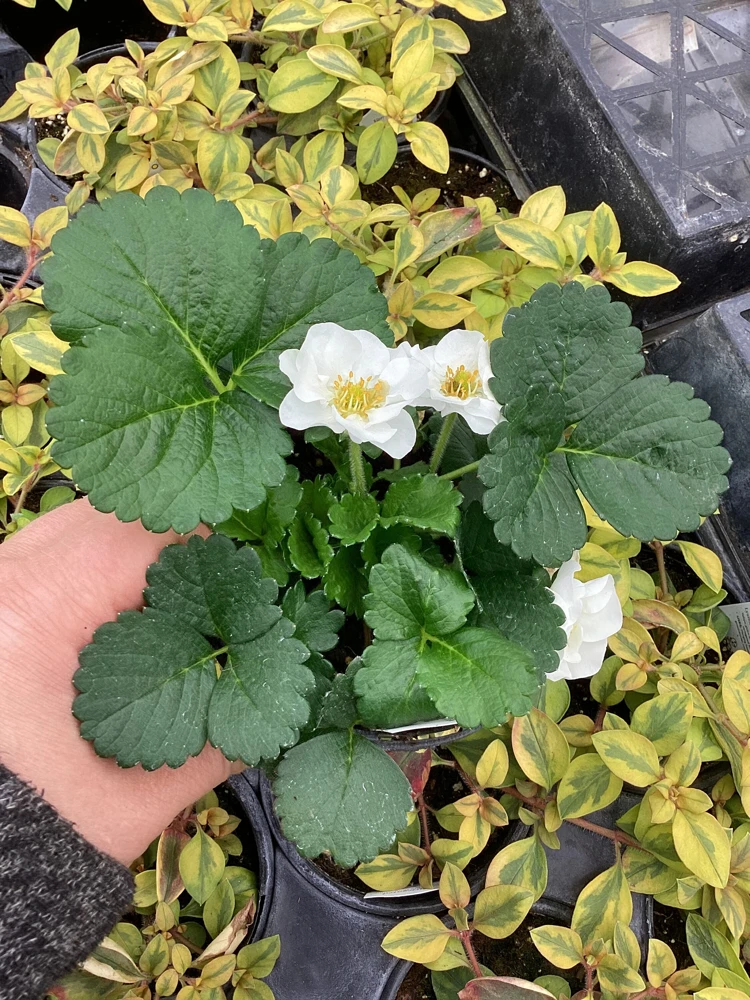 Strawberry 'Summer Breeze Snow' Live Plant - 4.5 inch Pot - Edible White Berries - Image 4