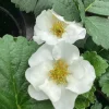 Strawberry 'Summer Breeze Snow' Live Plant - 4.5 inch Pot - Edible White Berries - Image 1