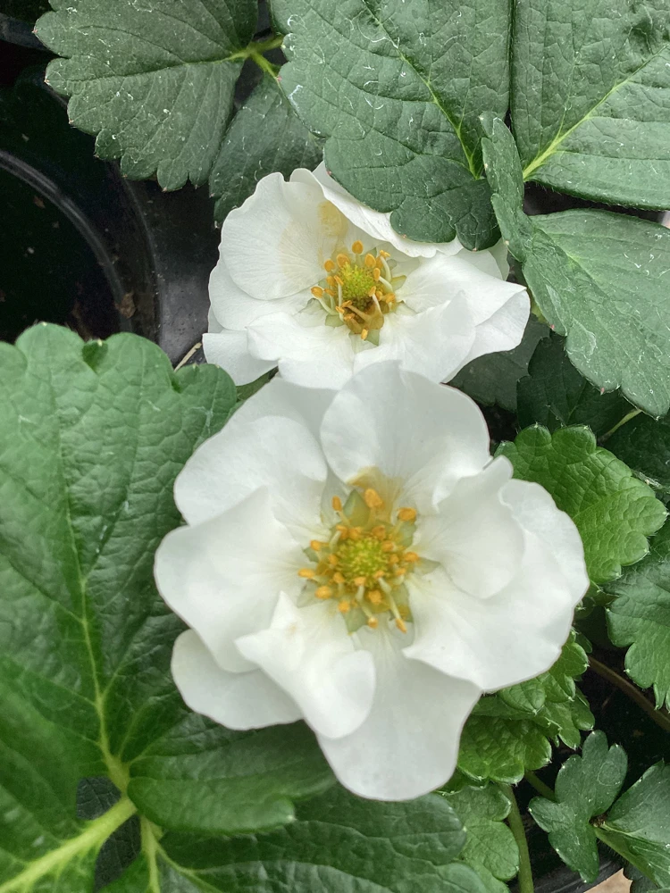 Strawberry 'Summer Breeze Snow' Live Plant - 4.5 inch Pot - Edible White Berries - Image 1