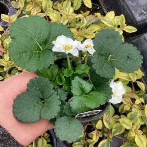 Strawberry 'Summer Breeze Snow' Live Plant - 4.5 inch Pot - Edible & Ornamental - Image 5