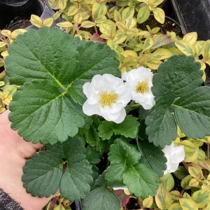 Strawberry 'Summer Breeze Snow' Live Plant - 4.5 inch Pot - Edible White Berries - Image 5