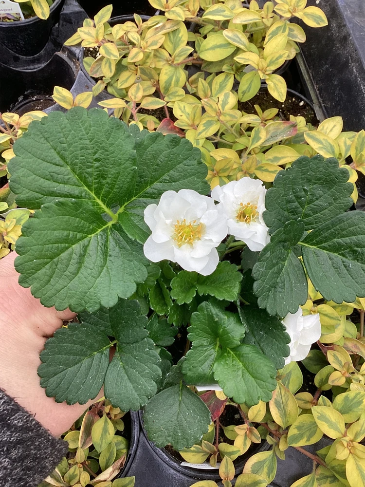 Strawberry 'Summer Breeze Snow' Live Plant - 4.5 inch Pot - Edible White Berries - Image 5