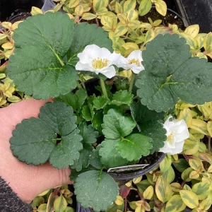 Strawberry 'Summer Breeze Snow' Live Plant - 4.5 inch Pot - Edible & Ornamental - Image 6