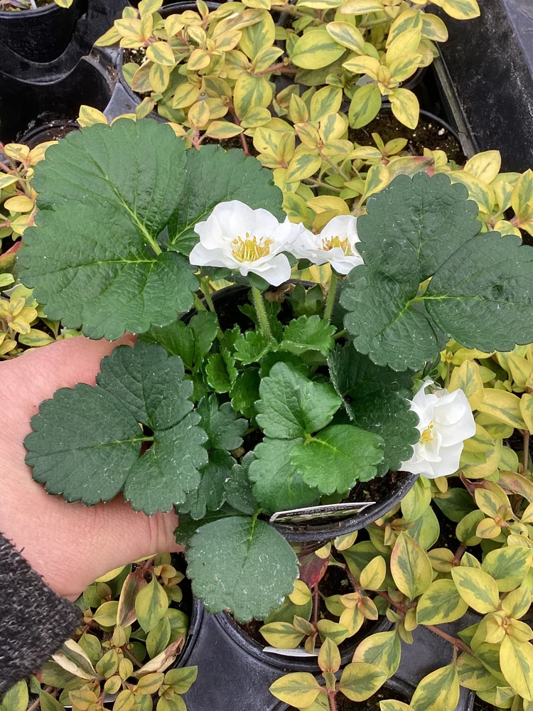 Strawberry 'Summer Breeze Snow' Live Plant - 4.5 inch Pot - Edible & Ornamental - Image 6