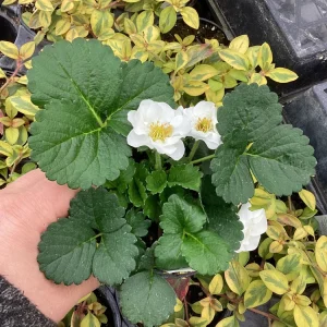 Strawberry 'Summer Breeze Snow' Live Plant - 4.5 inch Pot - Edible White Berries - Image 6
