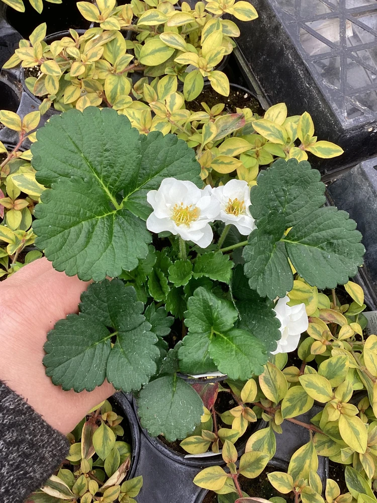 Strawberry 'Summer Breeze Snow' Live Plant - 4.5 inch Pot - Edible White Berries - Image 6
