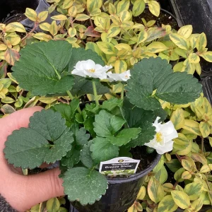 Strawberry 'Summer Breeze Snow' Live Plant - 4.5 inch Pot - Edible White Berries - Image 7