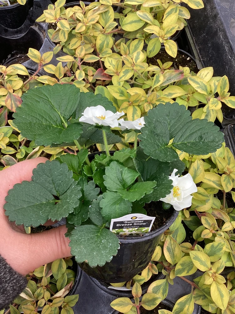 Strawberry 'Summer Breeze Snow' Live Plant - 4.5 inch Pot - Edible White Berries - Image 7