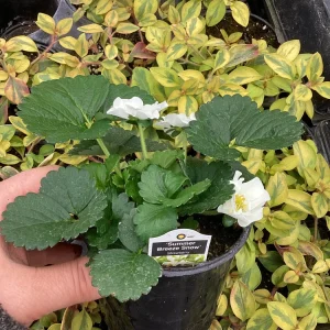 Strawberry 'Summer Breeze Snow' Live Plant - 4.5 inch Pot - Edible White Berries - Image 8