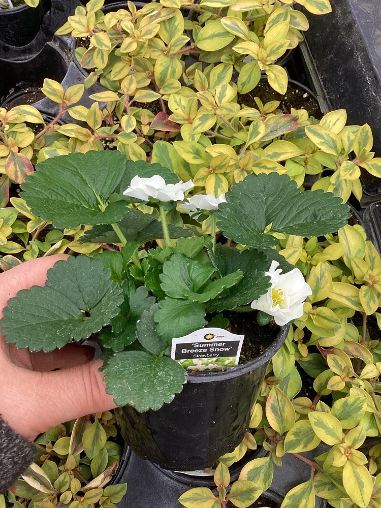 Strawberry 'Summer Breeze Snow' Live Plant - 4.5 inch Pot - Edible White Berries - Image 8
