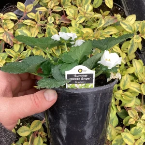 Strawberry 'Summer Breeze Snow' Live Plant - 4.5 inch Pot - Edible & Ornamental - Image 8