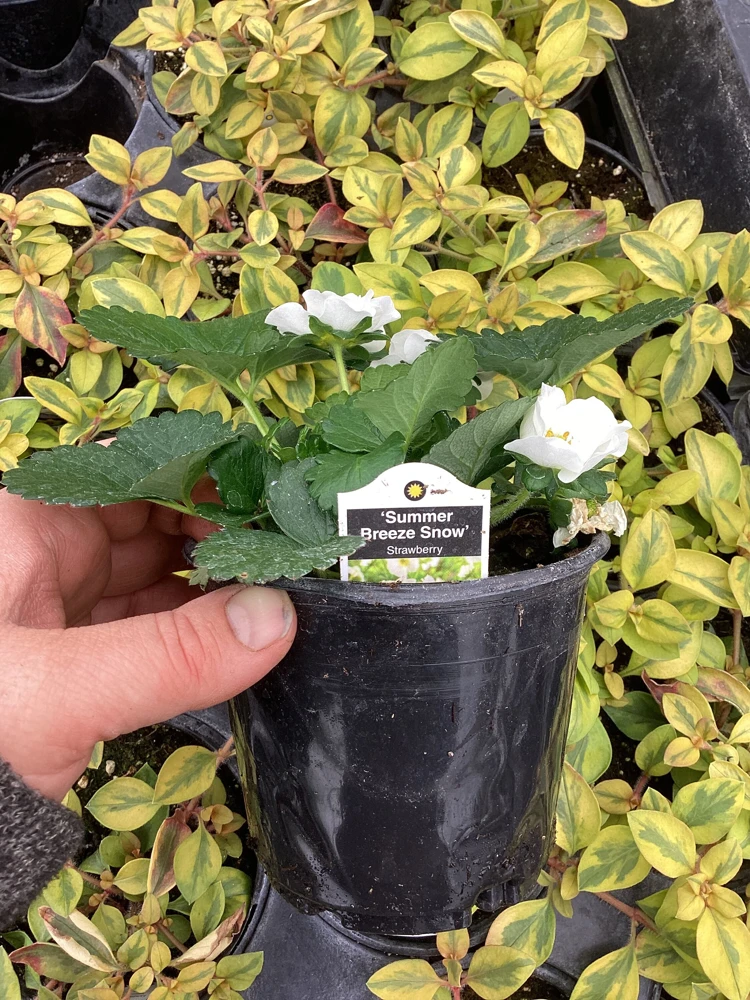Strawberry 'Summer Breeze Snow' Live Plant - 4.5 inch Pot - Edible & Ornamental - Image 8