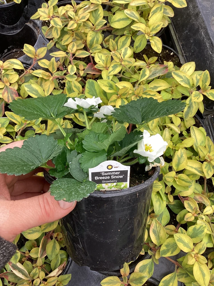Strawberry 'Summer Breeze Snow' Live Plant - 4.5 inch Pot - Edible White Berries - Image 9