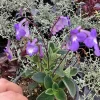 Streptocarpus Concord Blue Live Plant – 4.5 inch Pot – Indoor Flowering Houseplant - Image 1