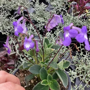 Streptocarpus Concord Blue Live Plant – 4.5 inch Pot – Indoor Flowering Houseplant - Image 1