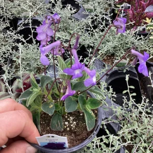 Streptocarpus Concord Blue Live Plant – 4.5 inch Pot – Indoor Flowering Houseplant - Image 10