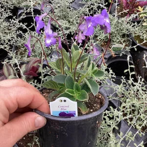 Streptocarpus Concord Blue Live Plant – 4.5 inch Pot – Indoor Flowering Houseplant - Image 2