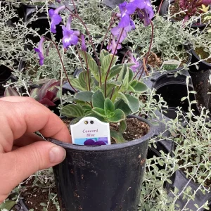 Streptocarpus Concord Blue Live Plant – 4.5 inch Pot – Indoor Flowering Houseplant - Image 3
