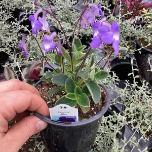 Streptocarpus Concord Blue Live Plant – 4.5 inch Pot – Indoor Flowering Houseplant - Image 4
