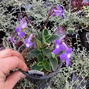 Streptocarpus Concord Blue Live Plant – 4.5 inch Pot – Indoor Flowering Houseplant - Image 5
