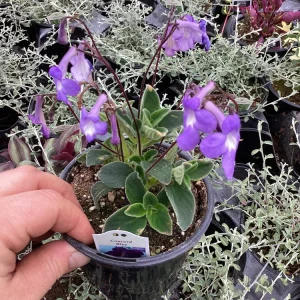 Streptocarpus Concord Blue Live Plant – 4.5 inch Pot – Indoor Flowering Houseplant - Image 6