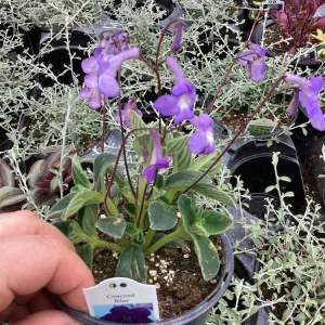Streptocarpus Concord Blue Live Plant – 4.5 inch Pot – Indoor Flowering Houseplant - Image 7