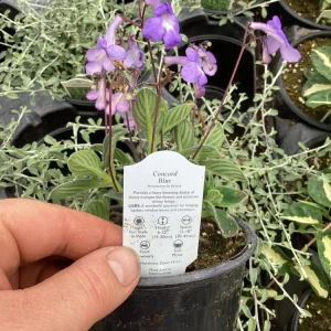 Streptocarpus Concord Blue Live Plant – 4.5 inch Pot – Indoor Flowering Houseplant - Image 8