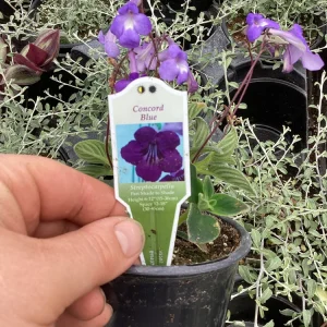 Streptocarpus Concord Blue Live Plant – 4.5 inch Pot – Indoor Flowering Houseplant - Image 9