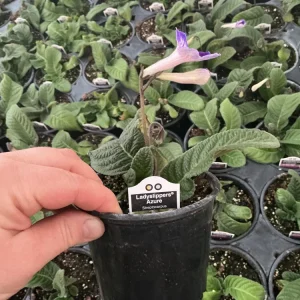 Streptocarpus Ladyslipper Azure Live Plant - Vibrant Blue Indoor Flower - 4.5