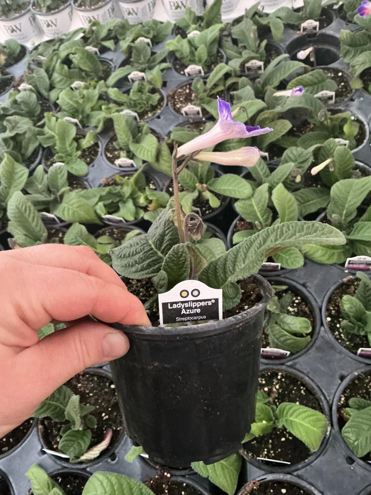 Streptocarpus Ladyslipper Azure Live Plant - Vibrant Blue Indoor Flower - 4.5" Pot - Image 10