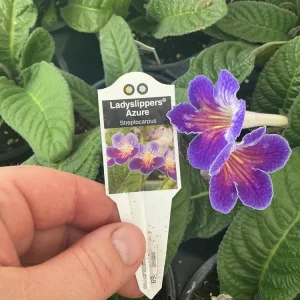 Streptocarpus Ladyslipper Azure Live Plant - Vibrant Blue Indoor Flower - 4.5