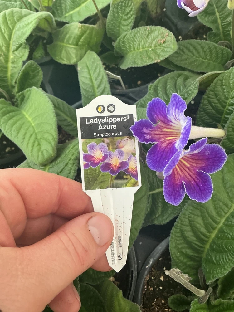 Streptocarpus Ladyslipper Azure Live Plant - Vibrant Blue Indoor Flower - 4.5" Pot - Image 11