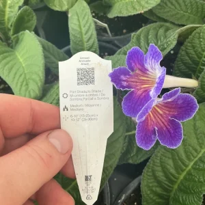 Streptocarpus Ladyslipper Azure Live Plant - Vibrant Blue Indoor Flower - 4.5