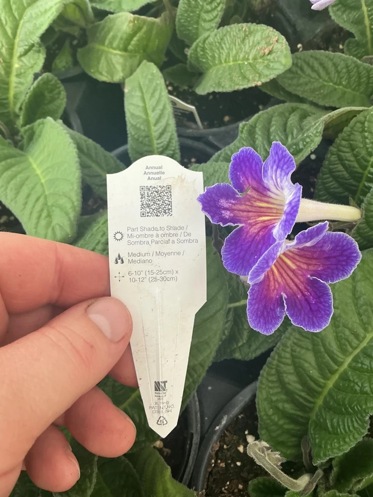 Streptocarpus Ladyslipper Azure Live Plant - Vibrant Blue Indoor Flower - 4.5" Pot - Image 12