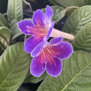 Streptocarpus Ladyslipper Azure Live Plant - Vibrant Blue Indoor Flower - 4.5