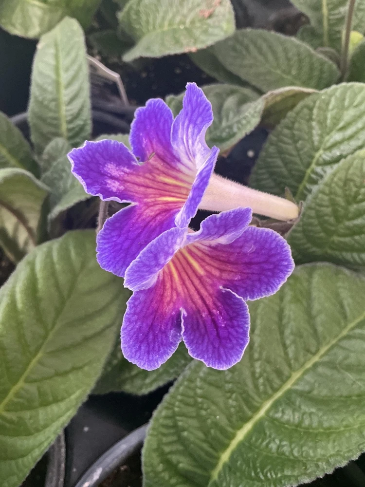 Streptocarpus Ladyslipper Azure Live Plant - Vibrant Blue Indoor Flower - 4.5" Pot - Image 2