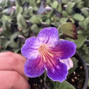Streptocarpus Ladyslipper Azure Live Plant - Vibrant Blue Indoor Flower - 4.5