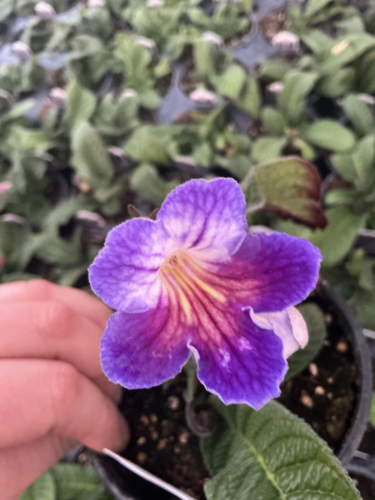 Streptocarpus Ladyslipper Azure Live Plant - Vibrant Blue Indoor Flower - 4.5" Pot - Image 3