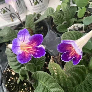 Streptocarpus Ladyslipper Azure Live Plant - Vibrant Blue Indoor Flower - 4.5