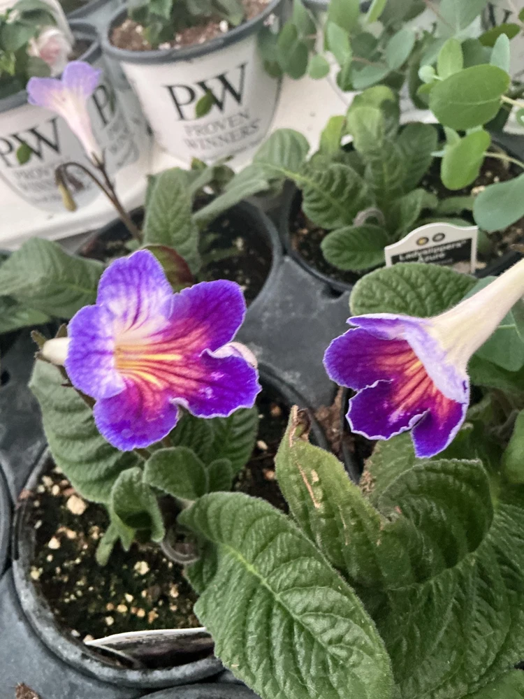 Streptocarpus Ladyslipper Azure Live Plant - Vibrant Blue Indoor Flower - 4.5" Pot - Image 4