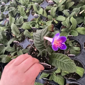 Streptocarpus Ladyslipper Azure Live Plant - Vibrant Blue Indoor Flower - 4.5