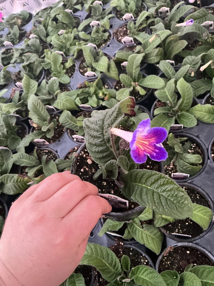 Streptocarpus Ladyslipper Azure Live Plant - Vibrant Blue Indoor Flower - 4.5" Pot - Image 5