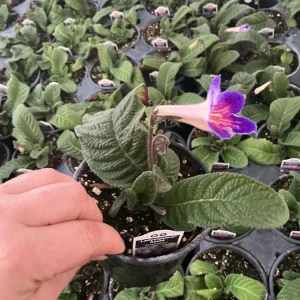 Streptocarpus Ladyslipper Azure Live Plant - Vibrant Blue Indoor Flower - 4.5
