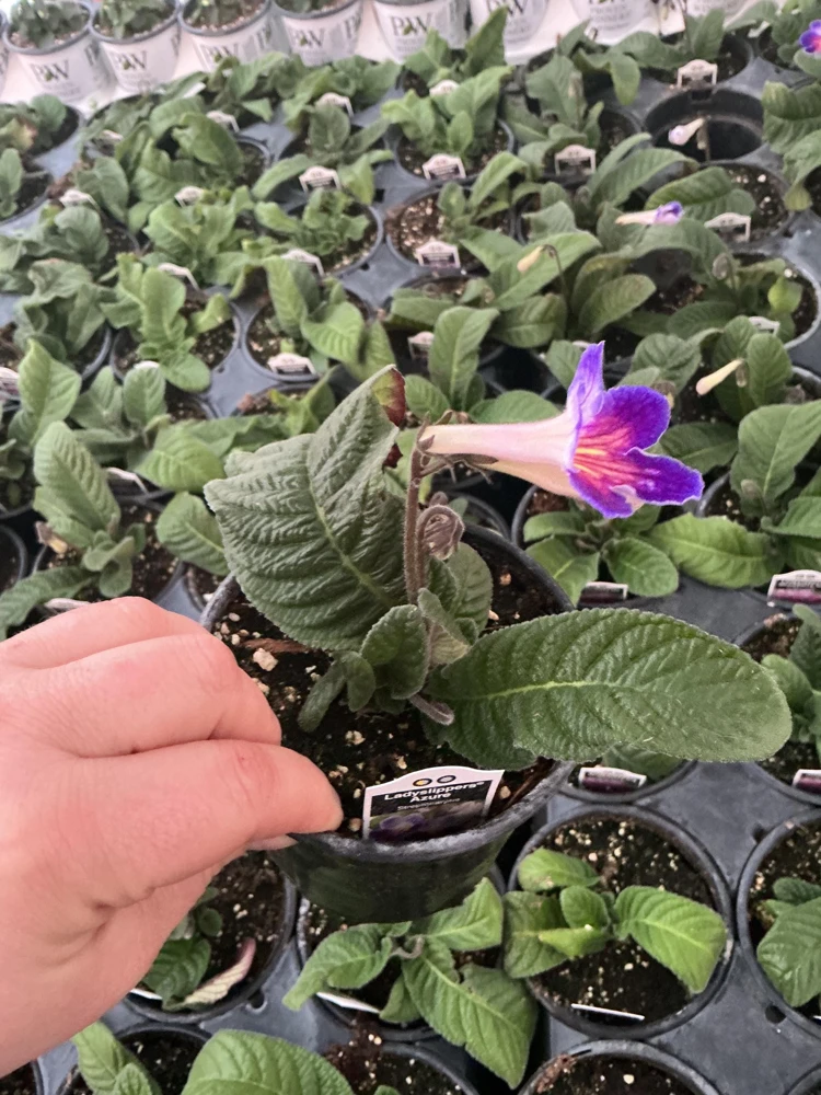 Streptocarpus Ladyslipper Azure Live Plant - Vibrant Blue Indoor Flower - 4.5" Pot - Image 6