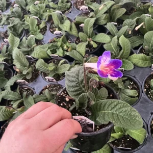 Streptocarpus Ladyslipper Azure Live Plant - Vibrant Blue Indoor Flower - 4.5