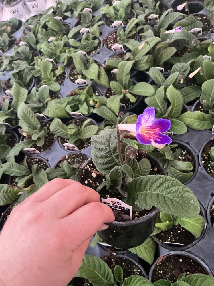 Streptocarpus Ladyslipper Azure Live Plant - Vibrant Blue Indoor Flower - 4.5" Pot - Image 7