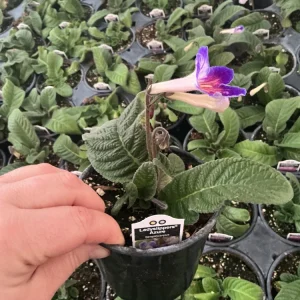 Streptocarpus Ladyslipper Azure Live Plant - Vibrant Blue Indoor Flower - 4.5