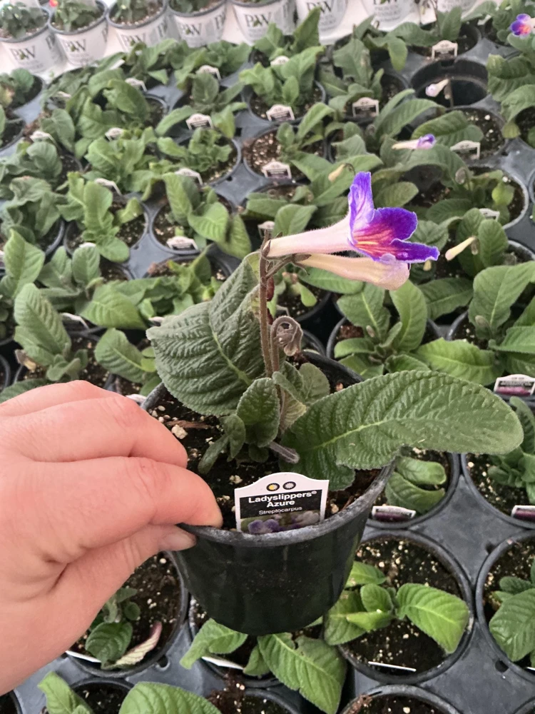 Streptocarpus Ladyslipper Azure Live Plant - Vibrant Blue Indoor Flower - 4.5" Pot - Image 8