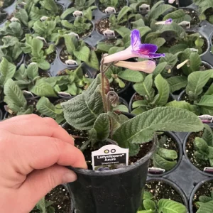 Streptocarpus Ladyslipper Azure Live Plant - Vibrant Blue Indoor Flower - 4.5