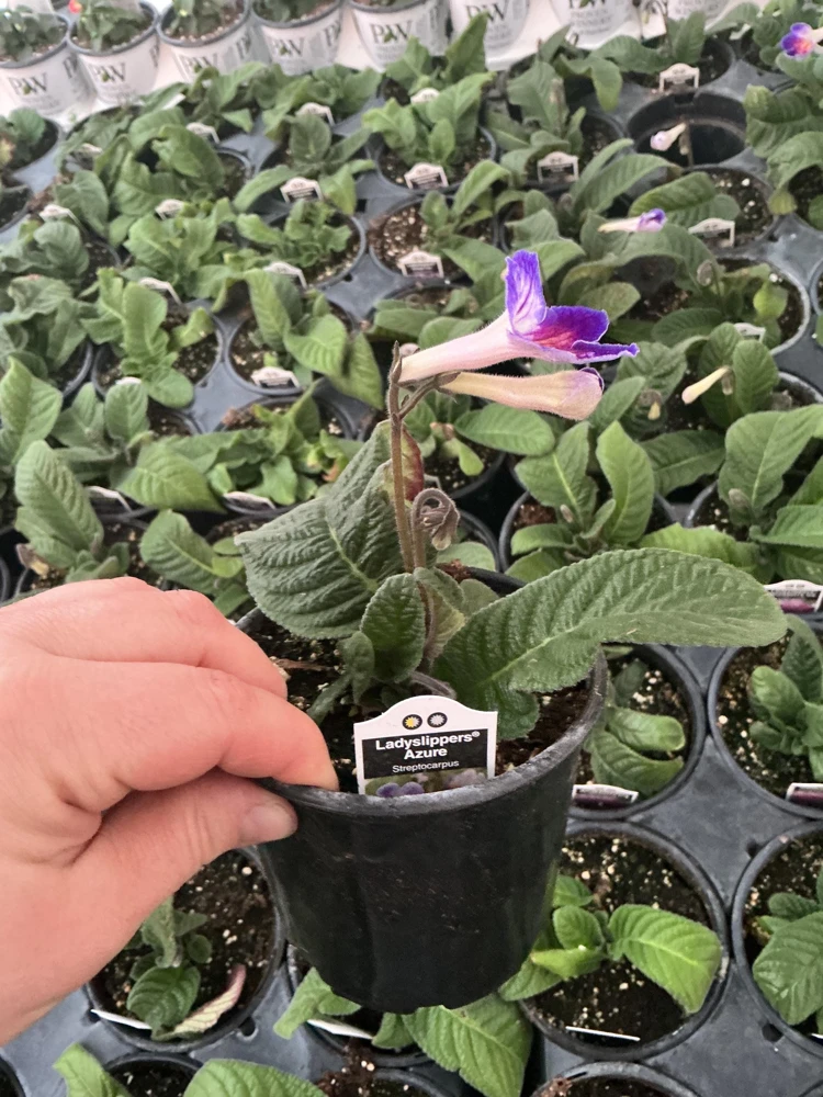 Streptocarpus Ladyslipper Azure Live Plant - Vibrant Blue Indoor Flower - 4.5" Pot - Image 9